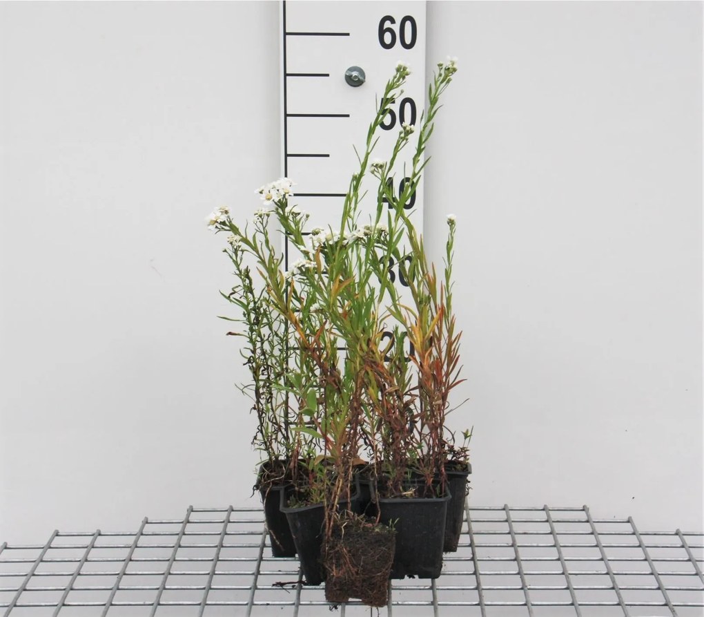 Achillea ptarmica 'The Pearl' - pot 9x9 cm