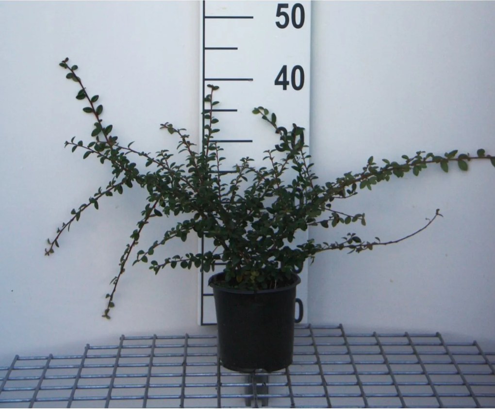 Cotoneaster x suecicus 'Skogholm' - pot 1,3L - 30-40 cm