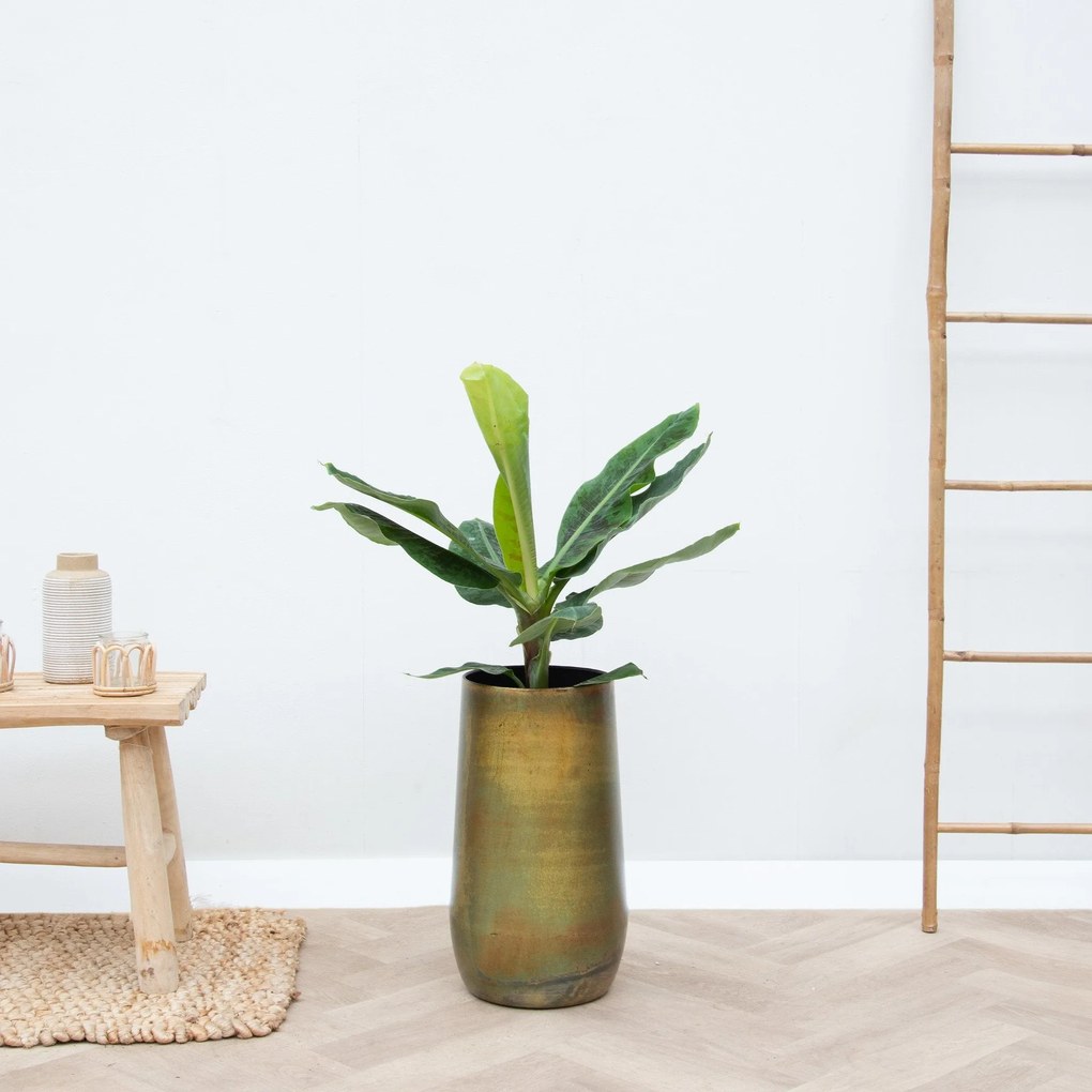 Combi deal - Bananenplant inclusief Vaas Elisa Mystic - 120cm