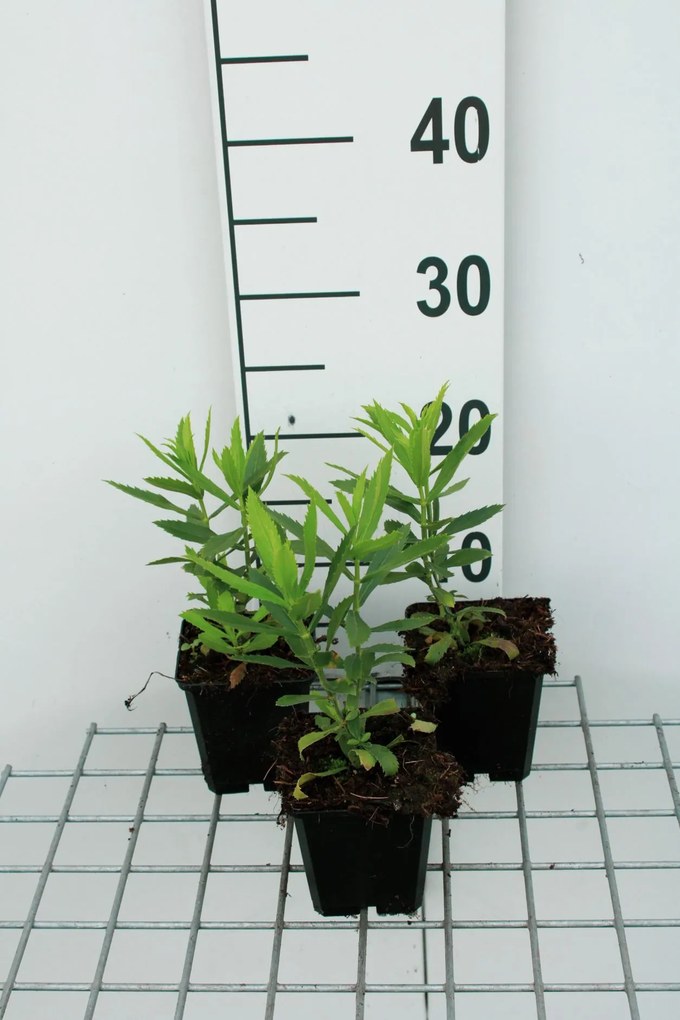 Physostegia virginiana 'Vivid' - pot 9x9 cm
