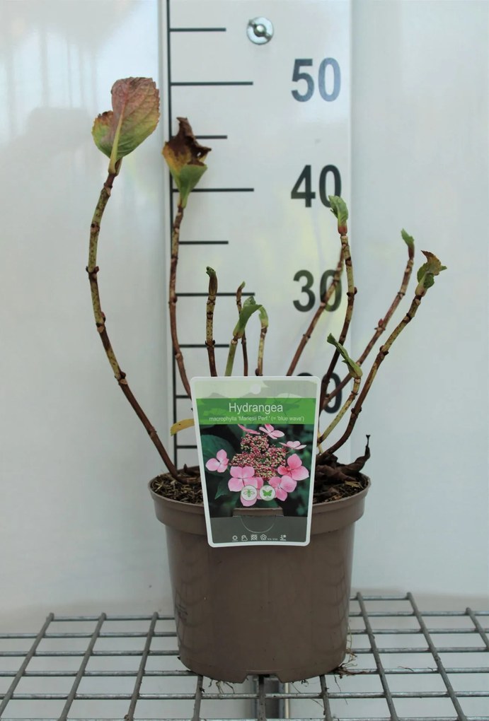 Hydrangea macrophylla 'Mariesii Perfecta' - pot - 25-30 cm