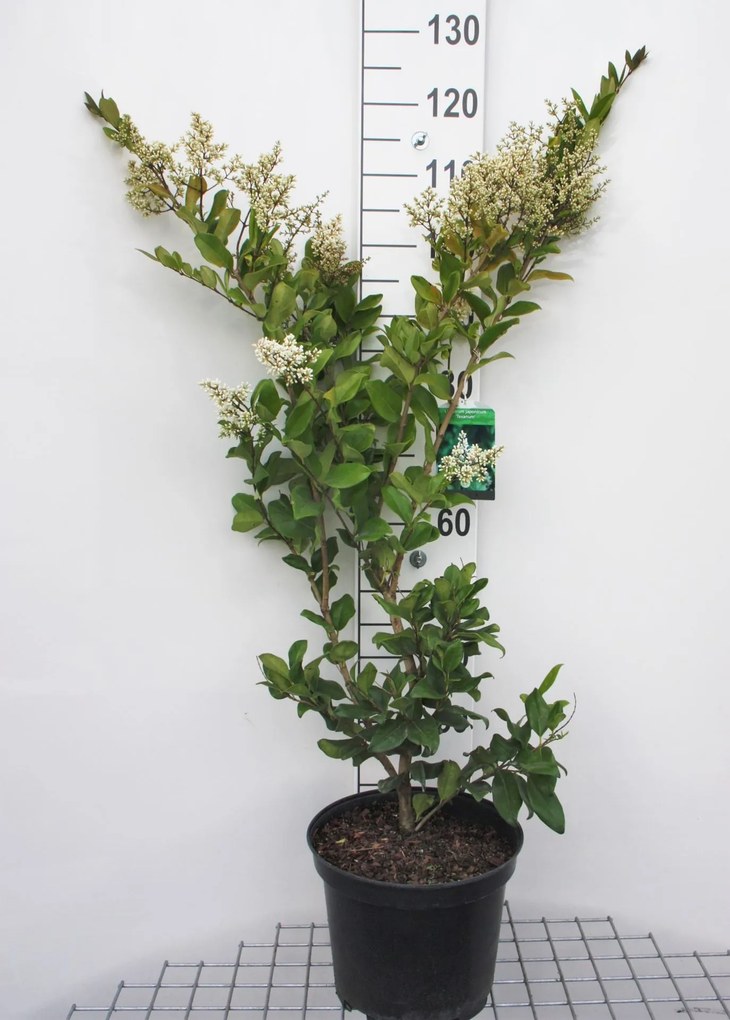 Ligustrum japonicum 'Texanum' - pot 10L - 60-80 cm