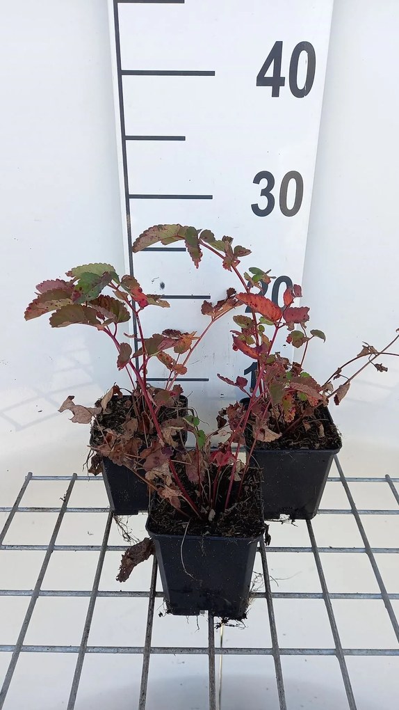 Sanguisorba 'Pink Brushes' - pot 9x9 cm