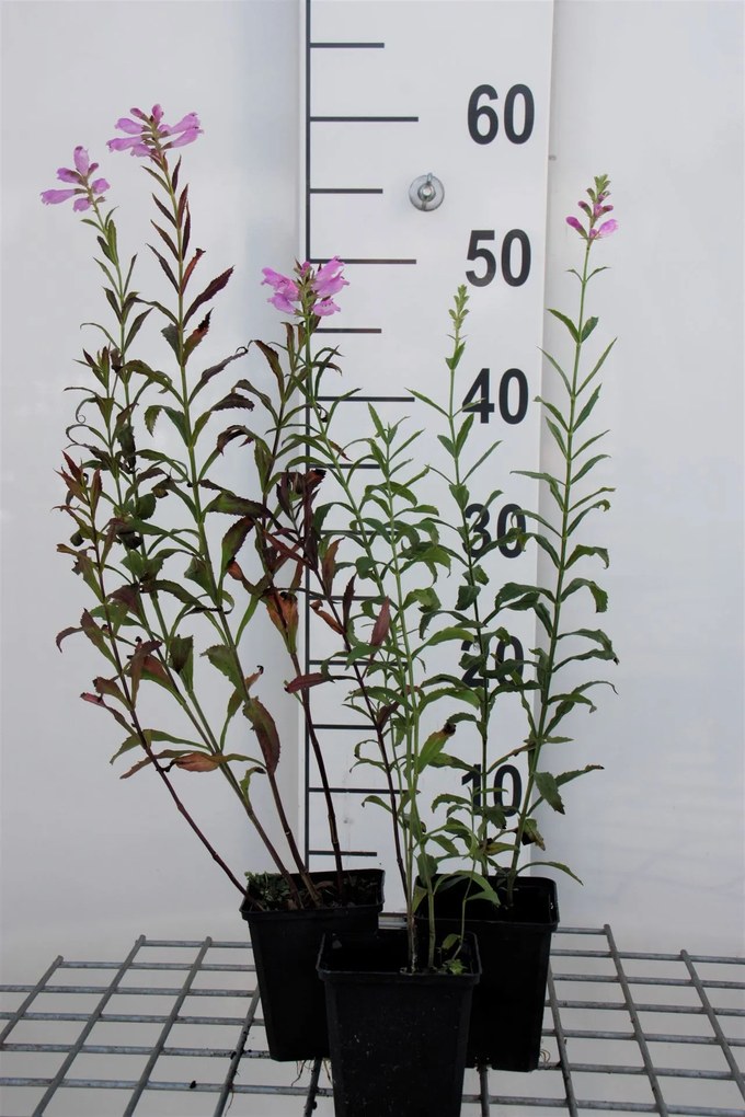Physostegia virginiana 'Bouquet Rose' - pot 9x9 cm