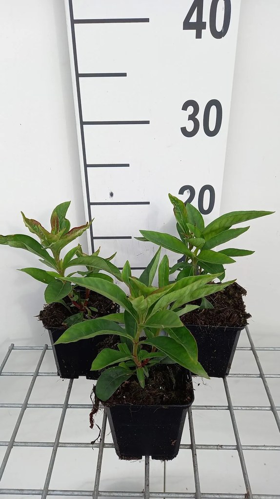 Lysimachia clethroides - pot 9x9 cm - Witte troswederik