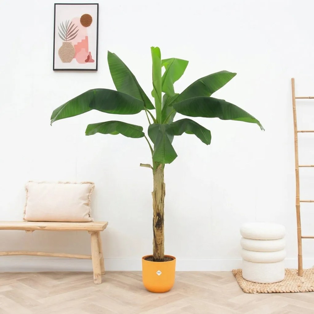 Kunst Bananenplant Musa - 180cm