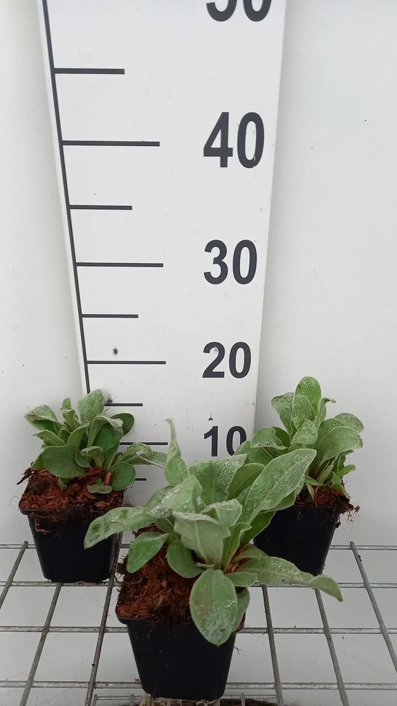 Lychnis coronaria - pot 9x9 cm