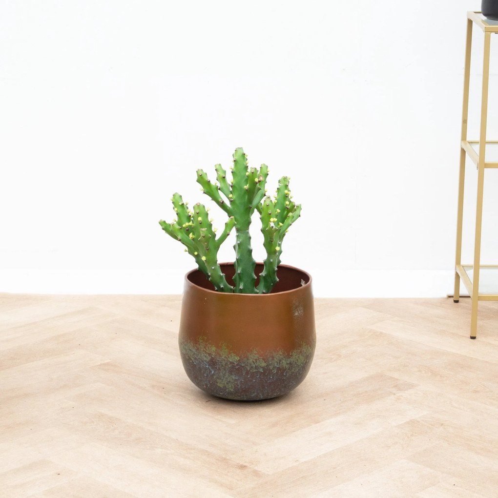 Euphorbia Maurentania - 50 cm