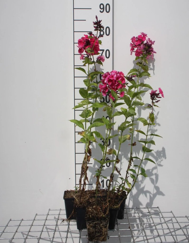 Phlox 'Tenor' - pot 9x9 cm -