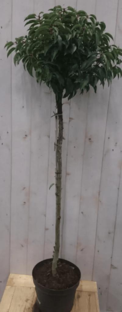 Prunus Angustifolia stam 120 cm diameter 40 cm hoogte 180 cm