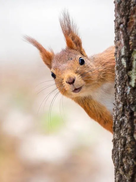 Foto Close-up of squirrel on tree trunk,Tumba,Botkyrka,Sweden, mange6699 / 500px