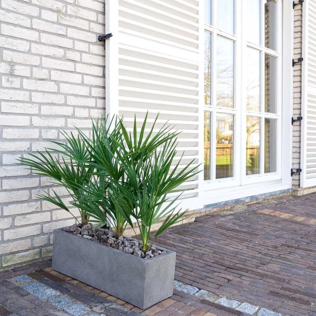 Combi deal - Chamaerops Humilis inclusief  Grigio Box - 80cm