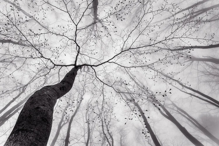 Foto A view of the tree crown, Tom Pavlasek