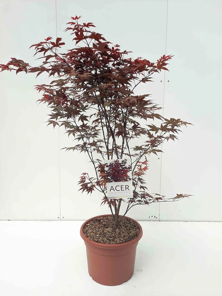 Acer palmatum 'Atropurpureum' - pot 15L - 100-125 cm -
