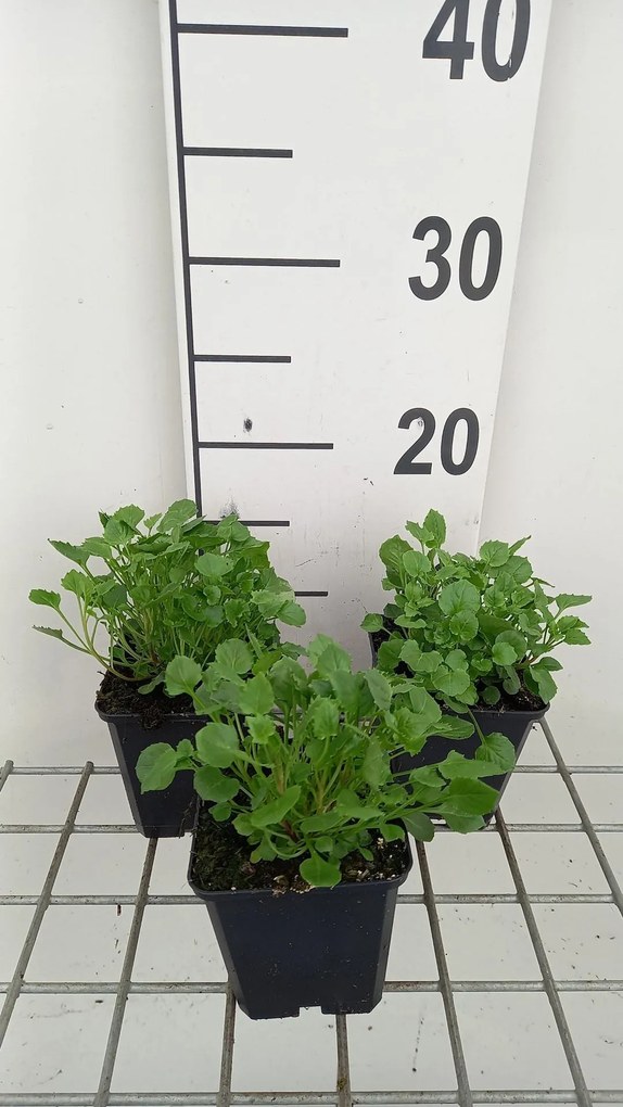 Campanula cochleariifolia 'Blue Baby' - pot 9x9 cm
