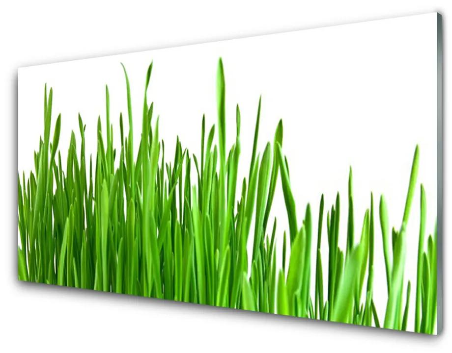 Glas schilderij Grass nature plant 100x50 cm