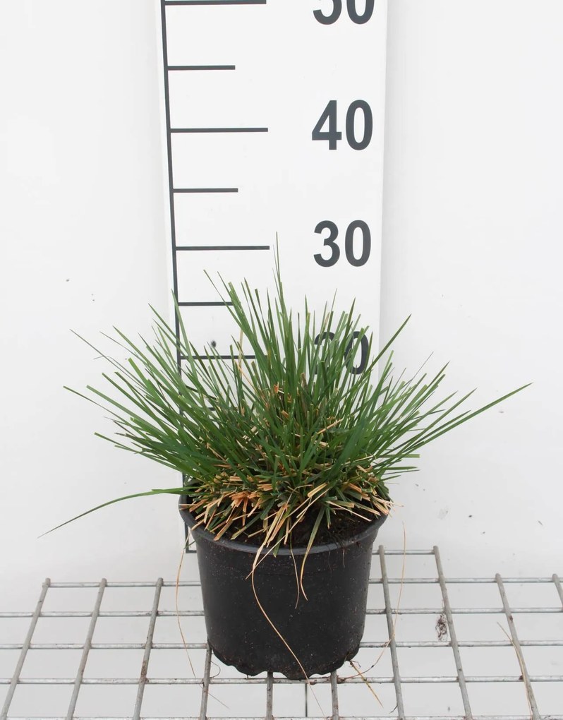 Deschampsia cespitosa - pot 3L
