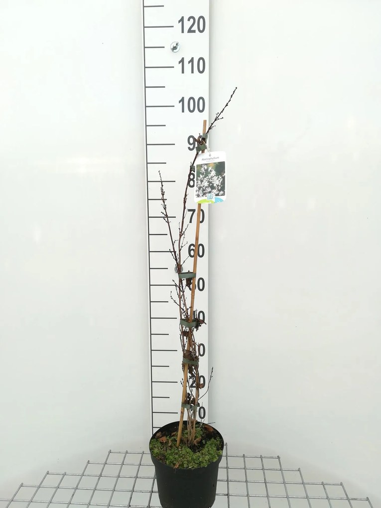 Abeliophyllum distichum - pot - 30-40 cm
