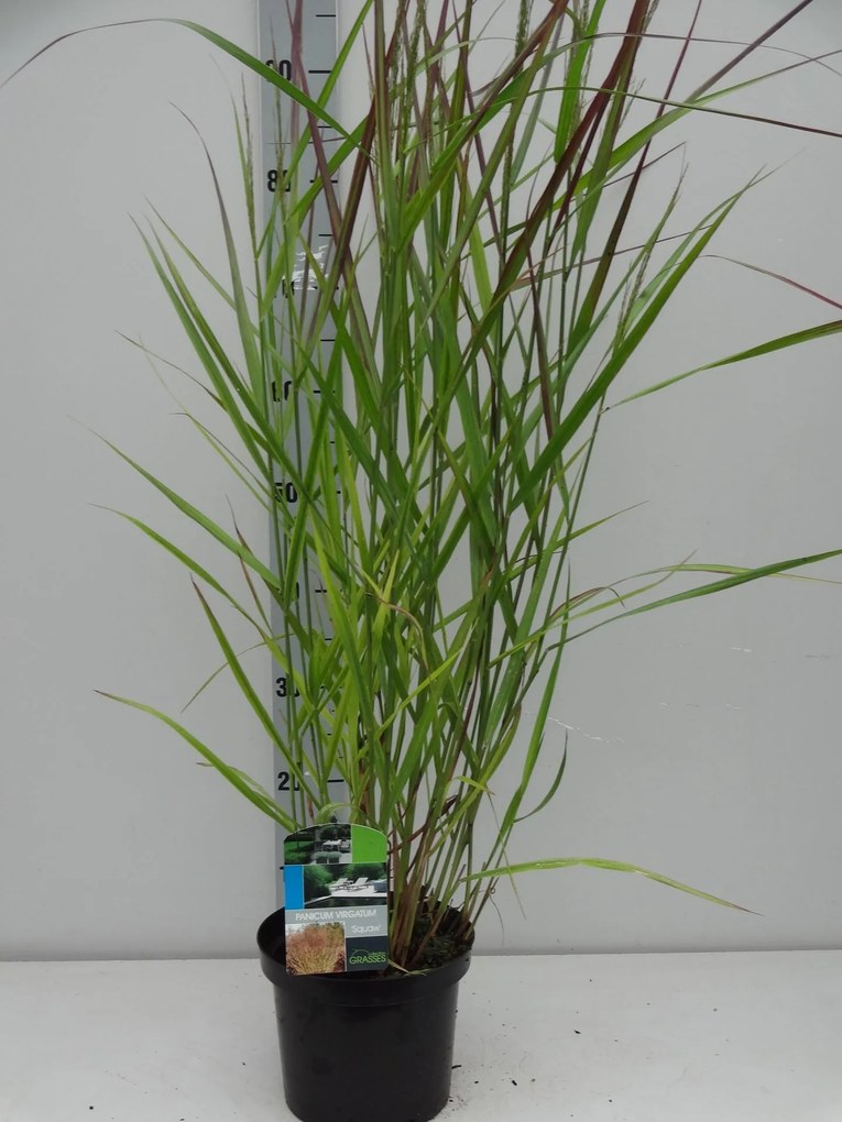 Panicum virgatum 'Squaw' - pot 3L