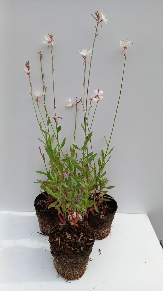Gaura lindheimeri 'Whirling Butterflies' - Prachtkaars - biopot diameter 8 cm -