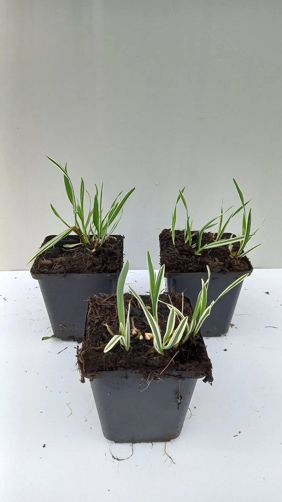 Arrhenatherum elatius'Variegatum'- pot 9x9 cm