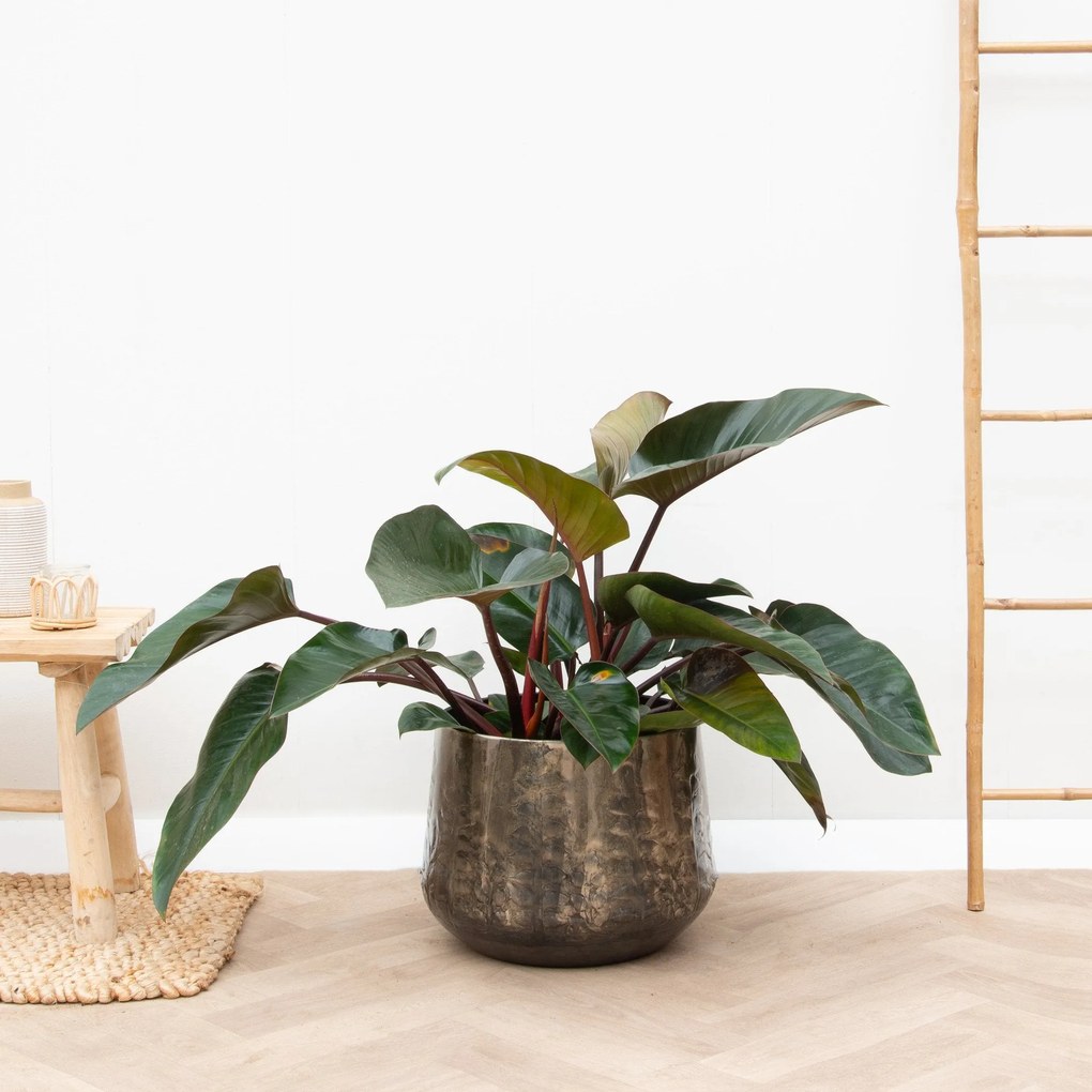 Philodendron Red Beauty - 100cm