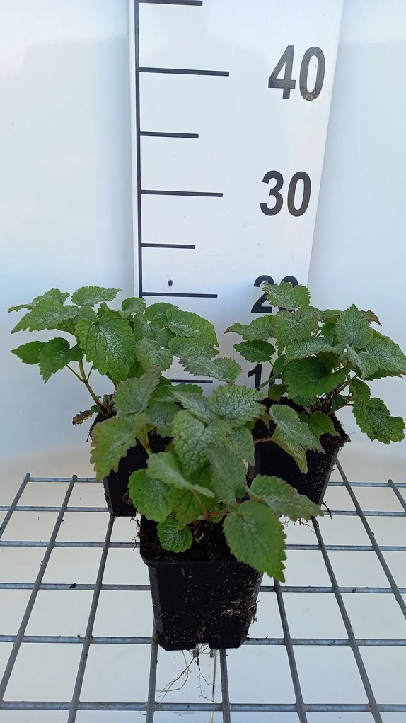 Lamium orvala - pot 9x9 cm