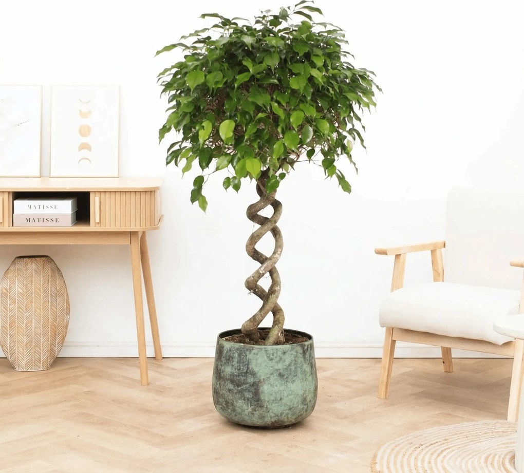Ficus Benjamina spiraal - 140 cm