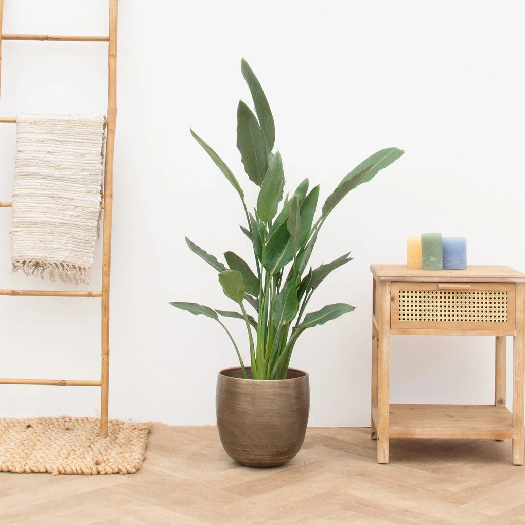Strelitzia Reginae - 140cm