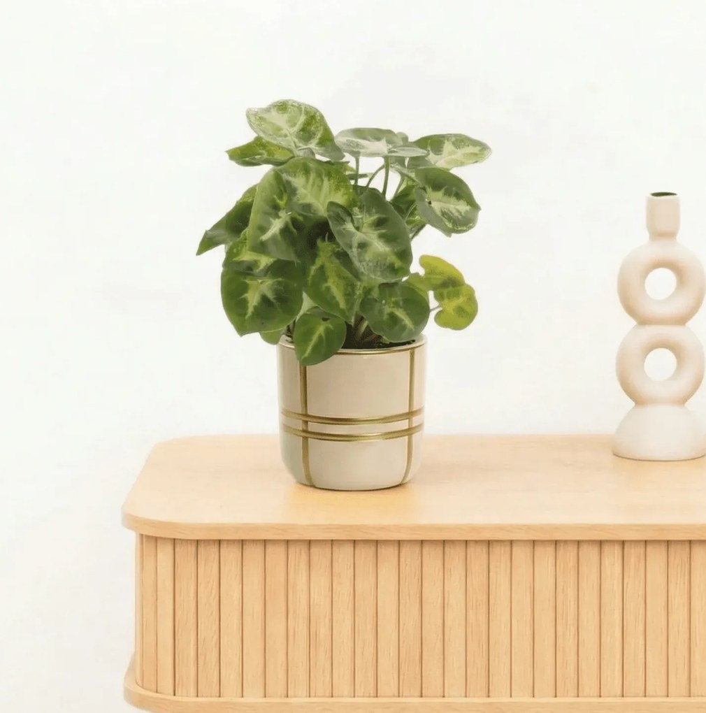 Bambino Syngonium Pixie - 15cm