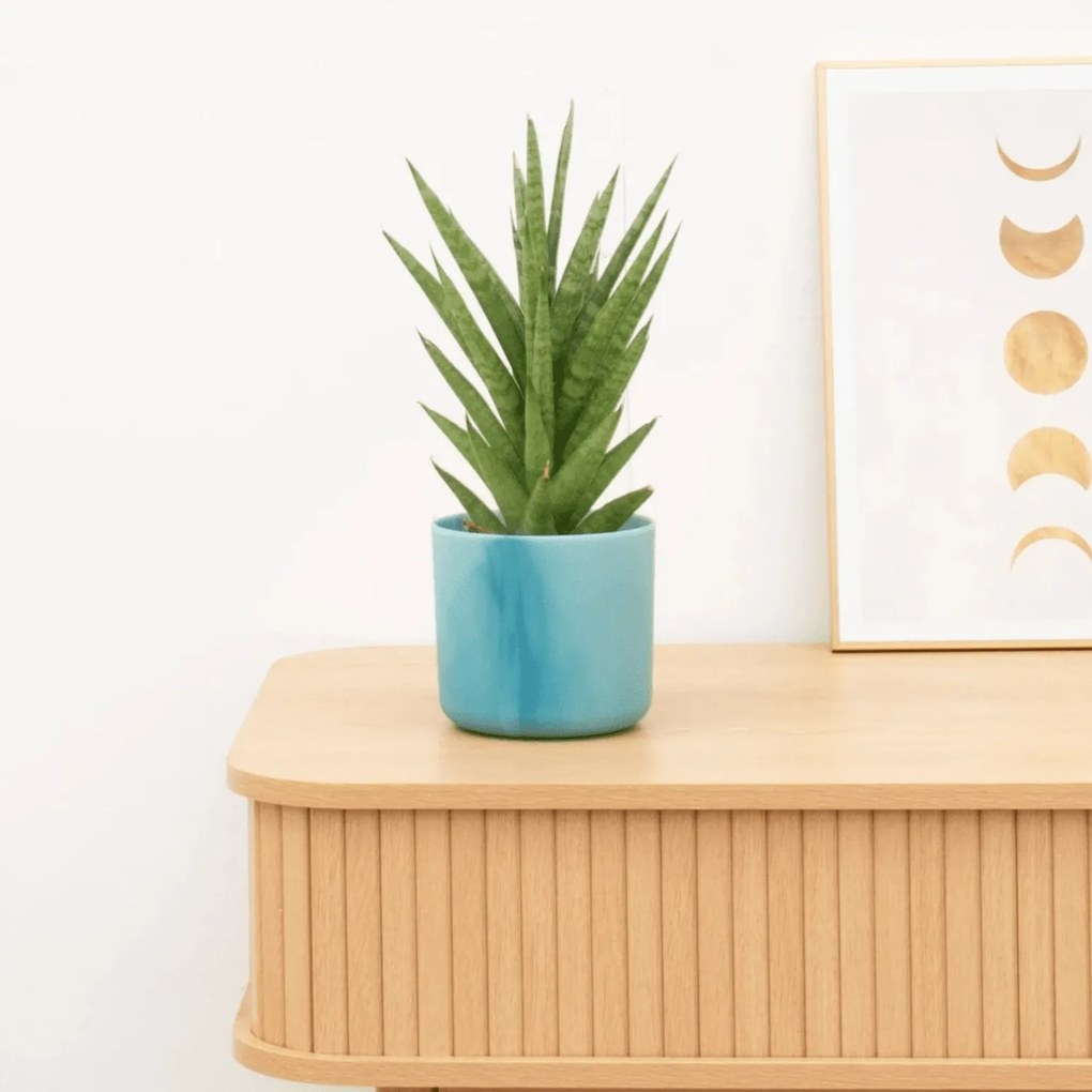 Sansevieria Starshooter - 30 cm