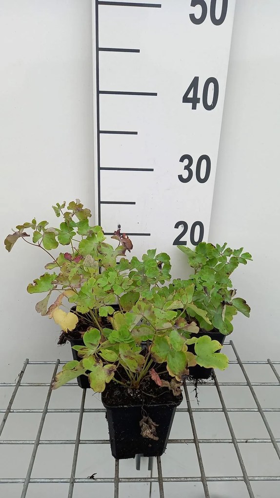 Aquilegia vulgaris 'William Guiness' - pot 9x9 cm