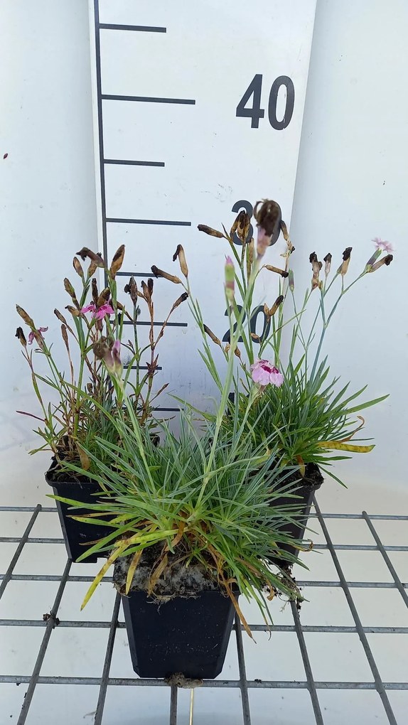 Dianthus x allwoodii - pot 9x9 cm