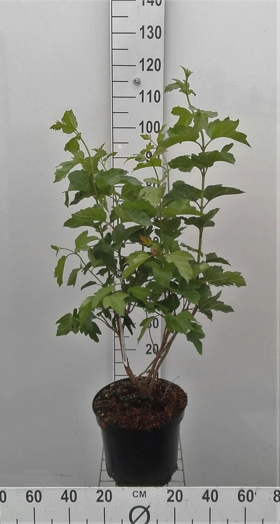 Viburnum opulus - pot 10L - 80-100 cm