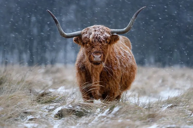 Foto Snowy Highland cow, Richard Guijt