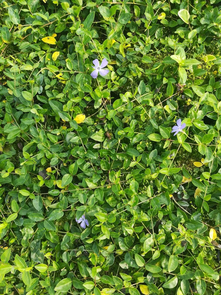 Vinca minor 'Josefine' - pot 9x9 cm -