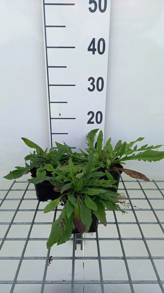 Knautia macedonica 'Red Knight' - pot 9x9 cm