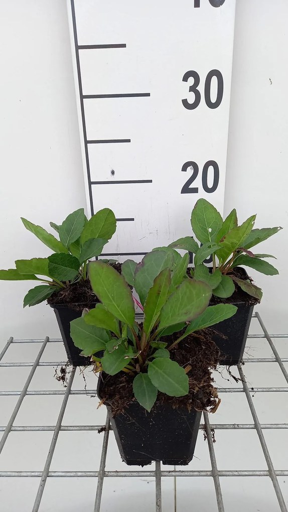 Aster macrophyllus 'Twilight' - pot 9x9 cm -