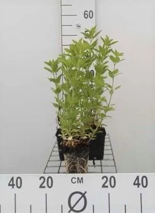 Lysimachia punctata - pot 9x9 cm