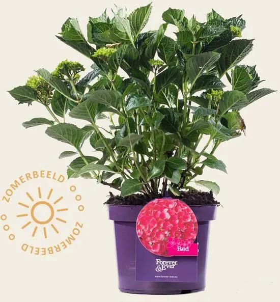 Hydrangea macrophylla Forever & Ever Rood Doorbloeiende Hortensia