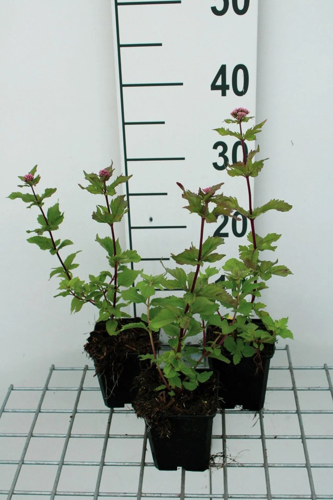 Eupatorium cannabinum 'Plenum' - pot 9x9 cm -