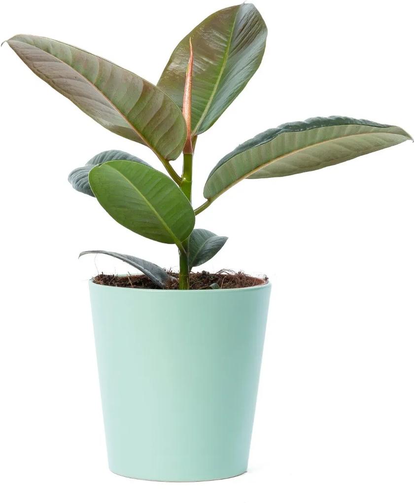 Ficus Robusta (30cm) - Bloomgift