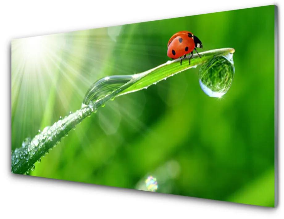 Plexiglas foto Gras lieveheersbeestje nature 100x50 cm
