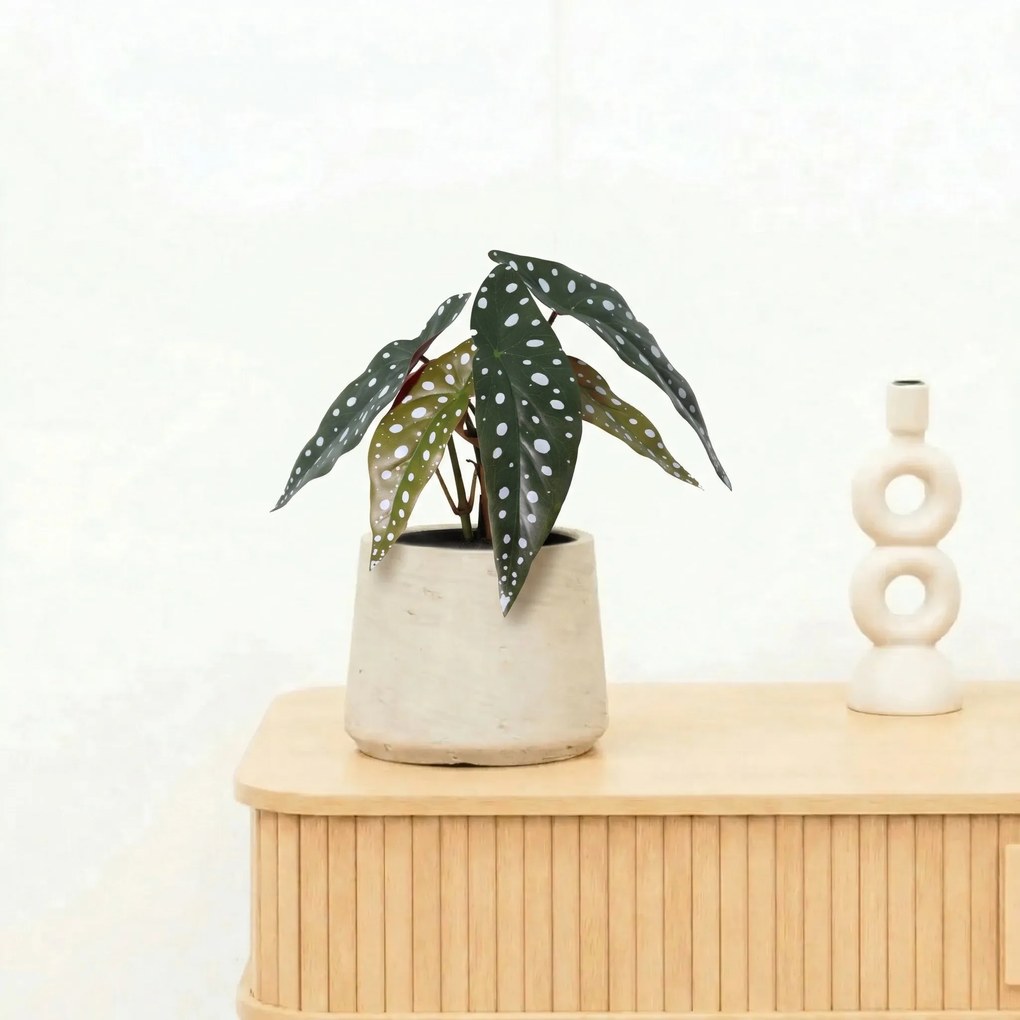 Kunst Begonia maculata - 24cm