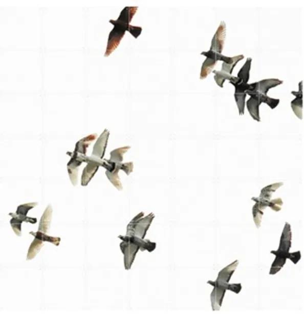 IXXI Birds wanddecoratie