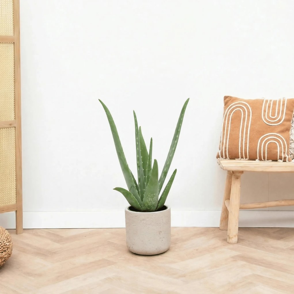 Aloe Vera - 65 cm