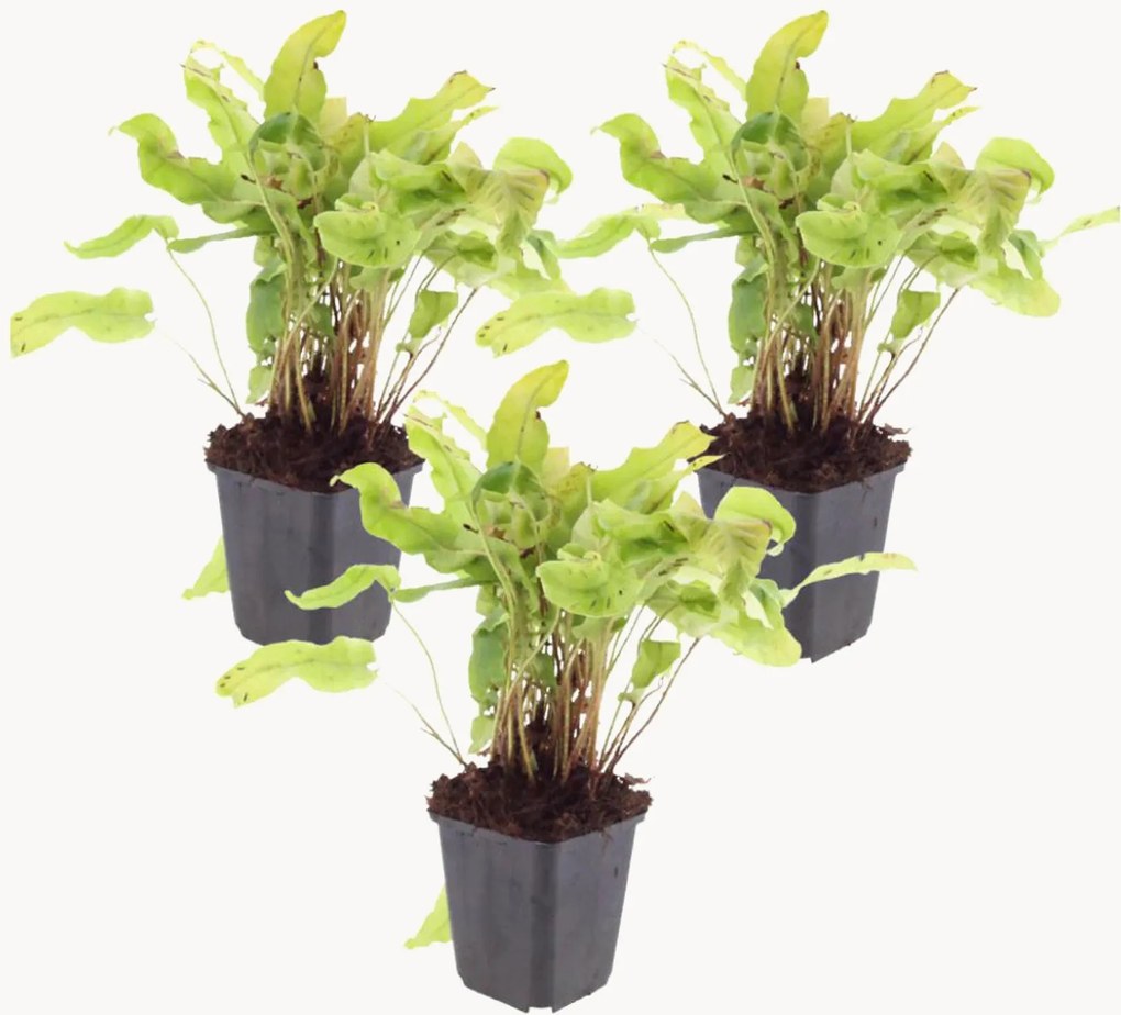 Planten Hartlelie Asplenium scolopendrium, 3-delig