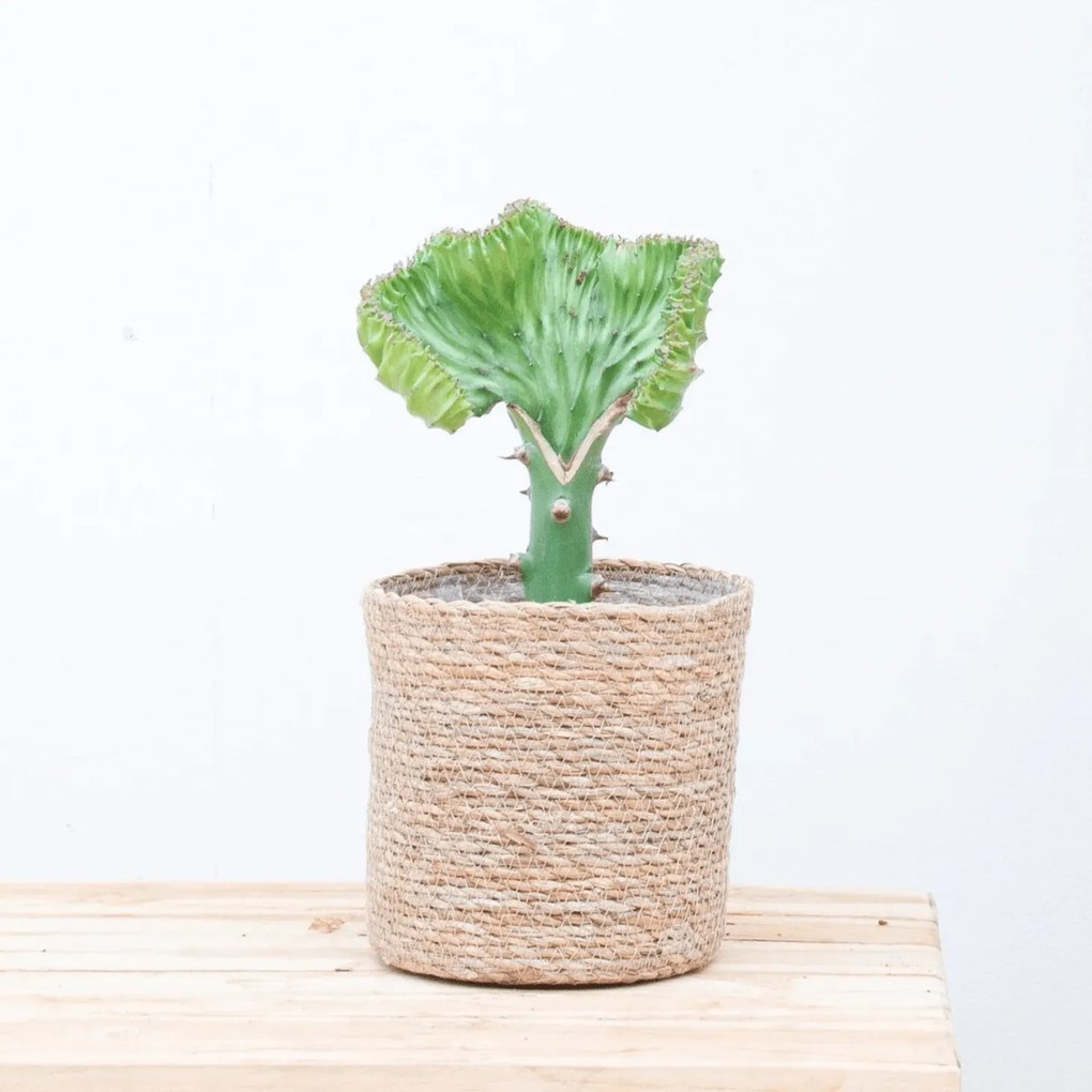 Euphorbia lactea Cristata groen - 30cm