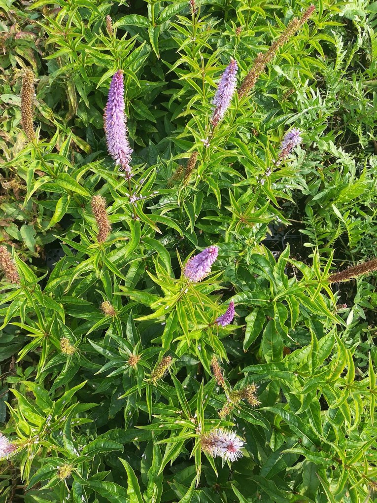Veronicastrum virginicum 'Cupid' - pot 9x9 cm -