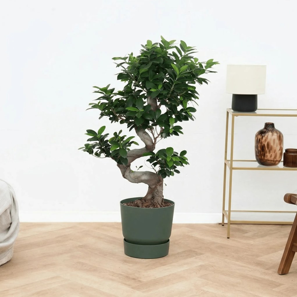Ficus Microcarpa Ginseng s-vorm - 100 cm